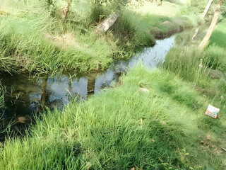 Lush green grass borders a serene, gently flowing stream reflecting the sky and surrounding trees in a peaceful natural setting.