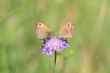 Double vision butterflies