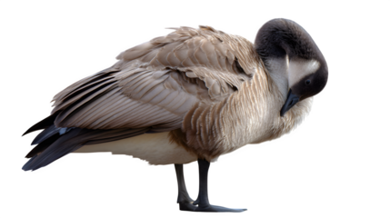 Graceful Canada Goose preening feathers, showcasing natural beauty and wild essence.