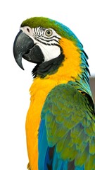 Close-up of a vibrant parrot