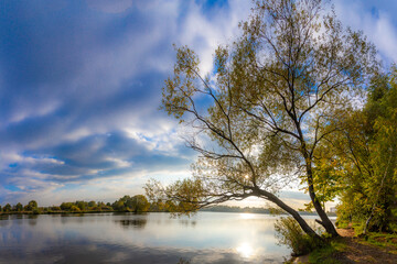 River Moskva with weeping willow in backlight, autumn yellow-green leaves, sunlight through foliage reflecting on water, tranquility of Serebryany Bor Park. Strogino, Moscow, Russia.

