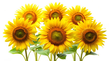 Naklejka premium sunflowers isolated on white background, png, ai generated.