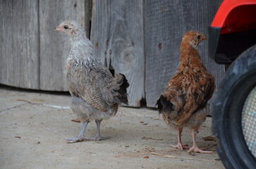 Young chicks and small chickens roaming freely in a rustic farm environment. 
