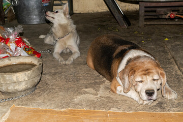 Abandoned exotic breed dogs at a dog shelter home in Delhi, India, near the cooking area with...