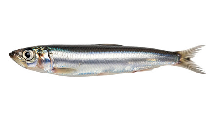 Fototapeta premium Small silver sardine fish isolated on transparent background