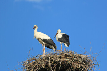 White storks in their nest	