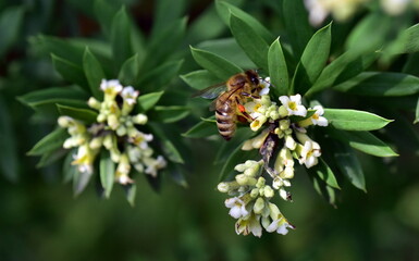 Biene auf einer Seidelbast-Blüte