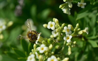 Biene auf einer Seidelbast-Blüte
