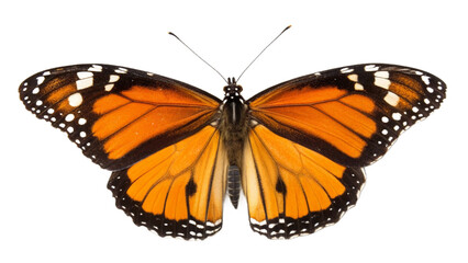 Fototapeta premium butterfly isolated on white, transparent background, PNG