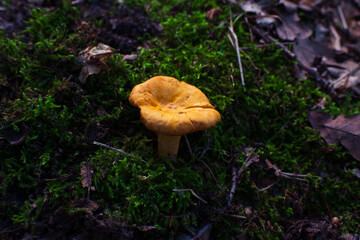 Close-up of one fresh chanterelle mushroom standing on a soft moss carpet with forest debris around. Macro nature detail ideal for wild food, foraging and edible fungi concepts.