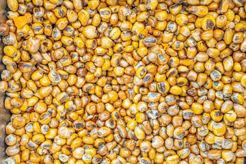 Toasted corn for a Hornado Ecuatoriano, a traditional Ecuadorian dish.