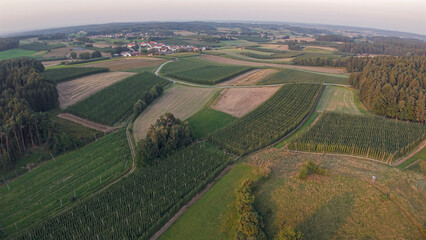Discover the stunning Holledau hop fields near Pfaffenhofen, one of the world's largest...