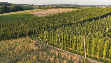 Discover the stunning Holledau hop fields near Pfaffenhofen, one of the world's largest...