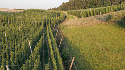 Discover the stunning Holledau hop fields near Pfaffenhofen, one of the world's largest...
