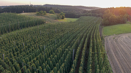 Fototapeta premium Discover the stunning Holledau hop fields near Pfaffenhofen, one of the world's largest hop-producing regions