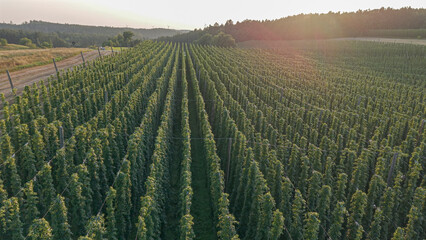 Fototapeta premium Discover the stunning Holledau hop fields near Pfaffenhofen, one of the world's largest hop-producing regions