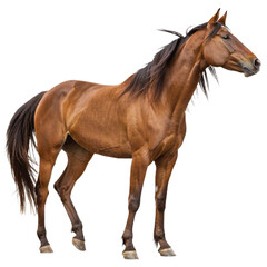 Obraz premium Horse isolated on transparent background