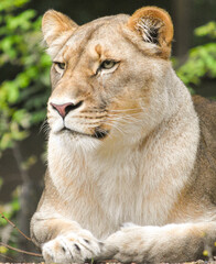 Lioness lying down and watching, close-up portrait

