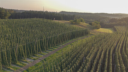 Fototapeta premium Discover the stunning Holledau hop fields near Pfaffenhofen, one of the world's largest hop-producing regions