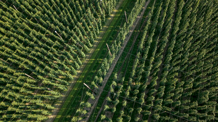 Discover the stunning Holledau hop fields near Pfaffenhofen, one of the world's largest...