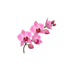 Obraz premium Pink orchid flower branch with buds on atransparent background 