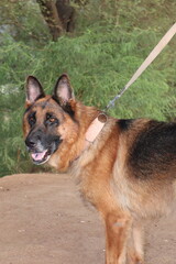 German shepherd dog on a walk outdoors with its owner