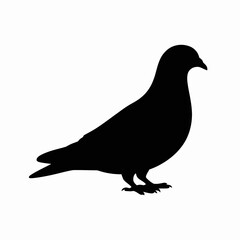 Obraz premium Pigeon Silhouette on White Background
