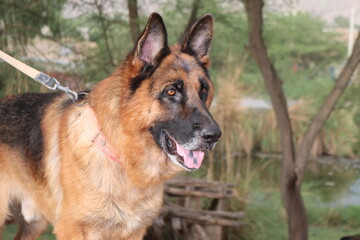 German shepherd dog on a leash in an outdoor setting, looking alert and attentive