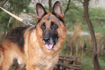 German shepherd dog on a leash in an outdoor setting, looking alert and attentive