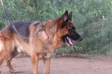 Side profile of a german shepherd dog on a leash, with its mouth open and tongue out