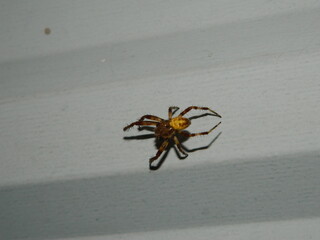 spider on the web