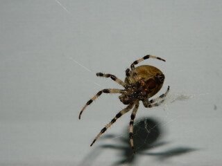 spider on the web