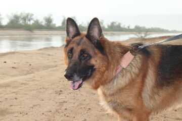 German shepherd dog on a sandy beach near water, looking to the side