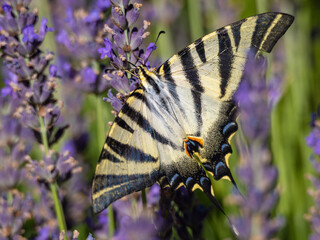 Gorgeous Old World swallowtail butterfly (Papilio machaon) in Marvão, Alentejo, Portufal