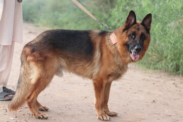 German shepherd dog on a leash outdoors, alert and happy with tongue out