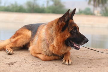 German shepherd dog lying down outdoors near water on a sandy shore
