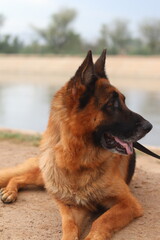 German shepherd dog lying on the ground near water, looking to the side with its tongue out