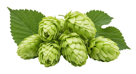 Isolated Fresh Hop Cones with Leaves