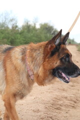 German shepherd dog portrait outdoors with open mouth and alert ears