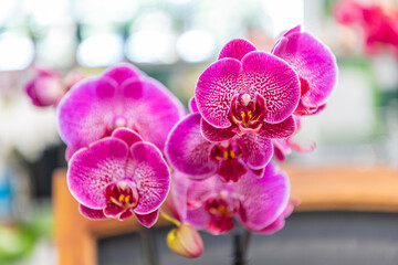 Flowering nature. Orchid flower pink color. Floral macro photography. Flora and nature closeup....