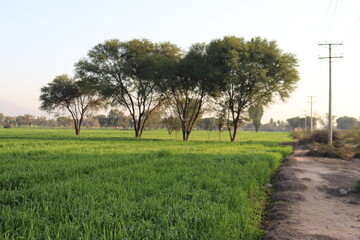 Green field with trees and a dirt path leading towards the horizon