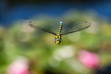 Closeup of dragonfly flying in the air with a blurred background