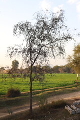 A slender tree stands tall in a field with a dirt path nearby