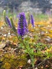 Obraz premium Purple wildflower growing among moss.