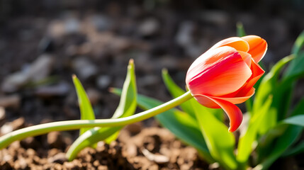 Red tulip in horizontal growth form. Although stem is growing horizontally, the flower has oriented itself upward toward the light, showing phototropism.