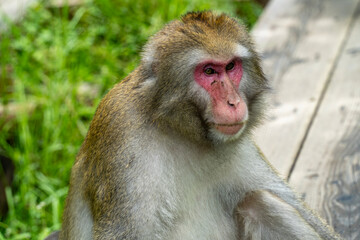 Monkey in the forest in Kamikochi National Park in the Japanese Alps