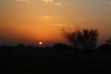 Tranquil sunset scene with a solitary tree silhouetted against the vibrant sky