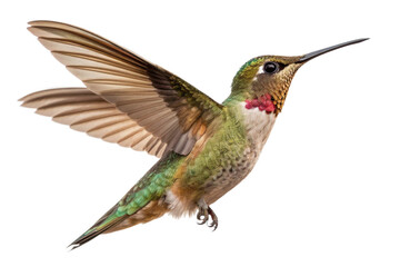 Fototapeta premium hummingbird, png stock photo file cut out and isolated on a transparent background