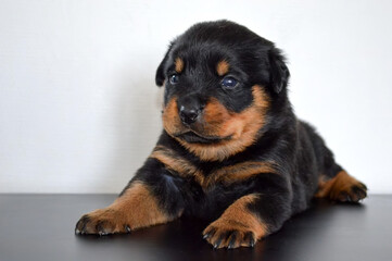 Fototapeta premium Rottweiler puppy. A small black and brown dog with a pink tongue is sitting on a blanket