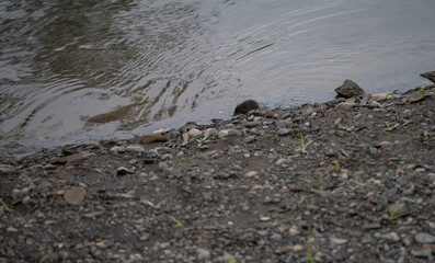 Water shrew on the shoreline